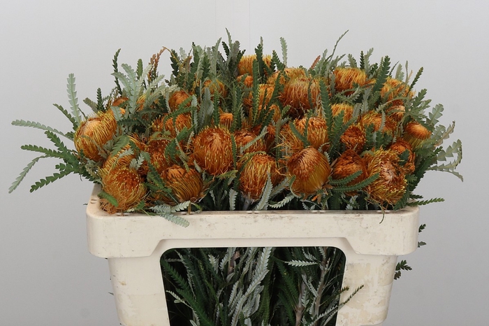 <h4>Banksia Dryandra</h4>