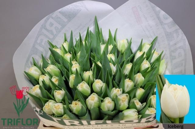 <h4>TU DU ICEBERG</h4>