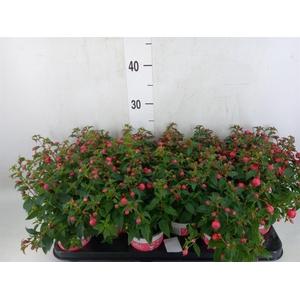 Fuchsia  'Bella Fuchsia Evita'