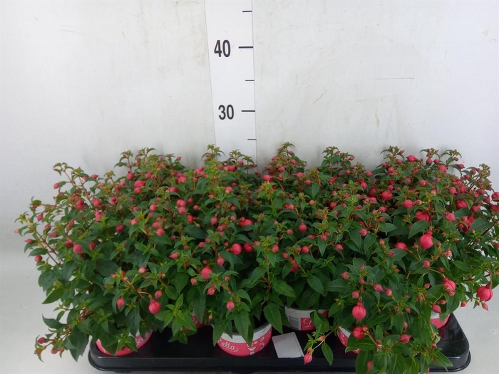 <h4>Fuchsia  'Bella Fuchsia Evita'</h4>