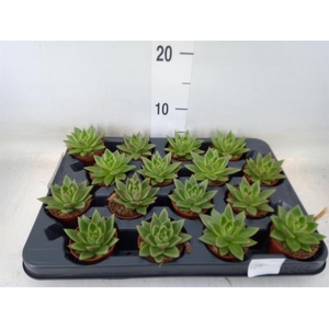 Echeveria  'Miranda'