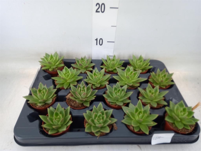 <h4>Echeveria  'Miranda'</h4>