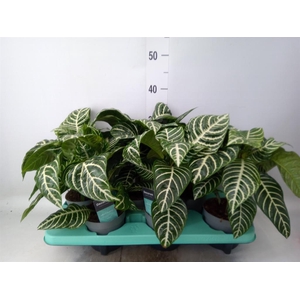 Aphelandra squar.