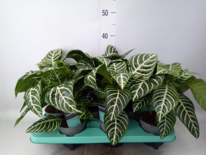<h4>Aphelandra squar.</h4>