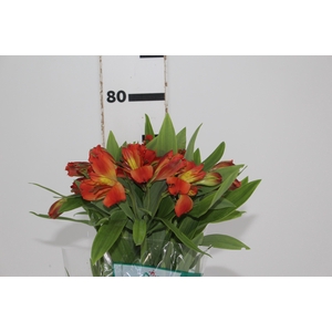 ALSTROEMERIA FLAME 080 CM