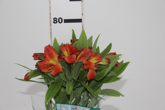 <h4>ALSTROEMERIA FLAME 080 CM</h4>