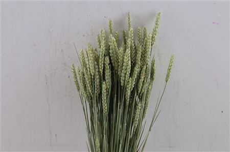 <h4>WEIZEN NATUR</h4>