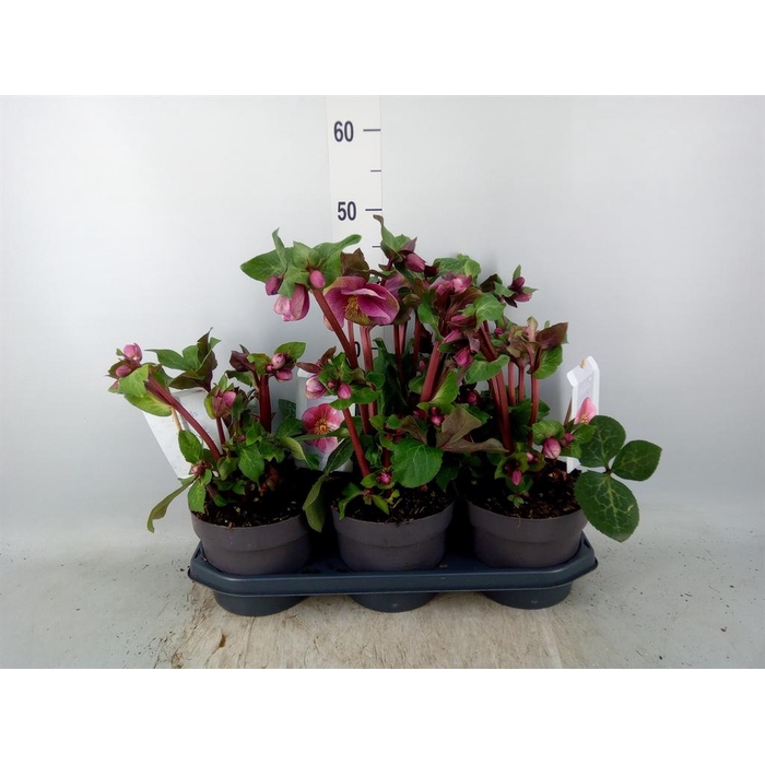 <h4>Helleborus ...</h4>