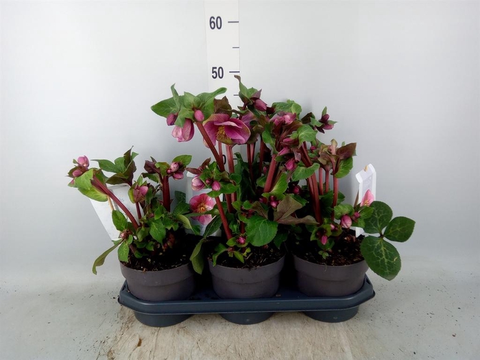 <h4>Helleborus ...</h4>