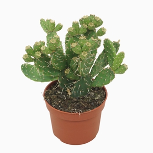 Opuntia