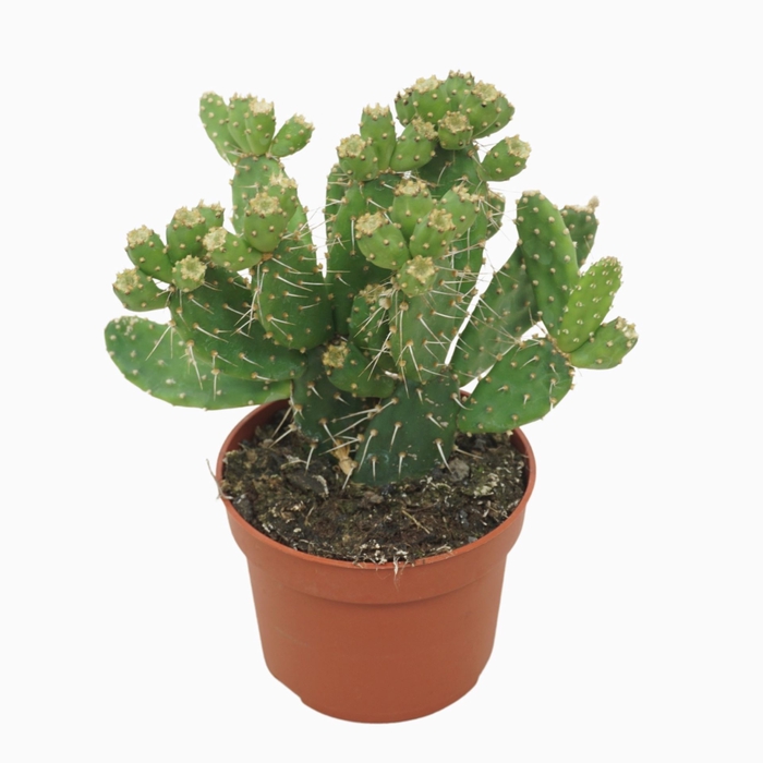 <h4>Opuntia</h4>