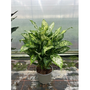 Dieffenbachia  'Compacta'
