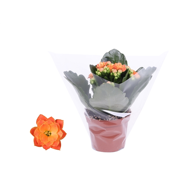 <h4>Kalanchoe Rosalina 06cm Don Pedro oranje, Blanco hoes</h4>