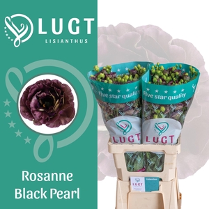 Lisianthus Rosanne Black Pearl 996