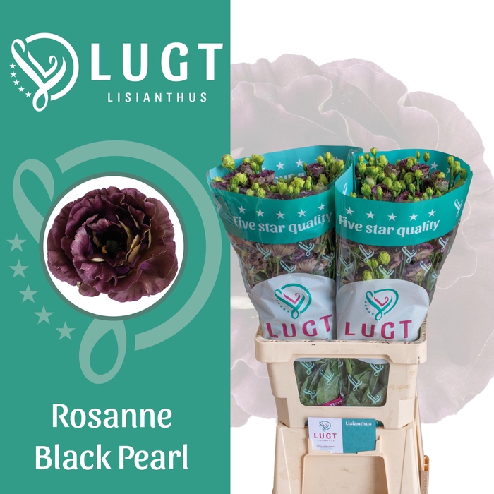 <h4>Lisianthus Rosanne Black Pearl 996</h4>