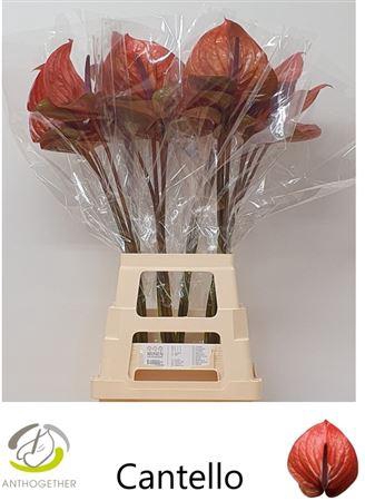 <h4>Anthurium Cantello</h4>