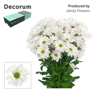 Chr T Kennedy Decorum exportbox