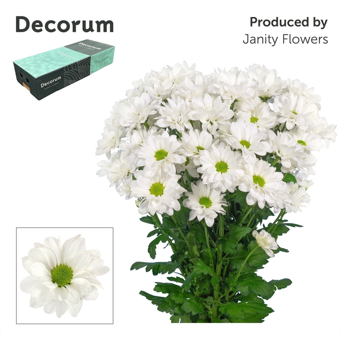 <h4>Chr T Kennedy Decorum</h4>