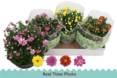 <h4>Chrys Gem 4 Kl</h4>