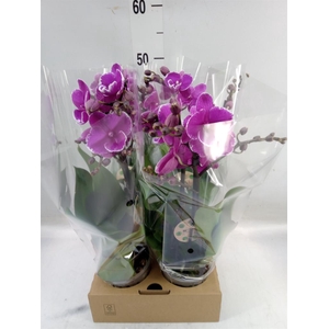 Phalaenopsis   ...lilac