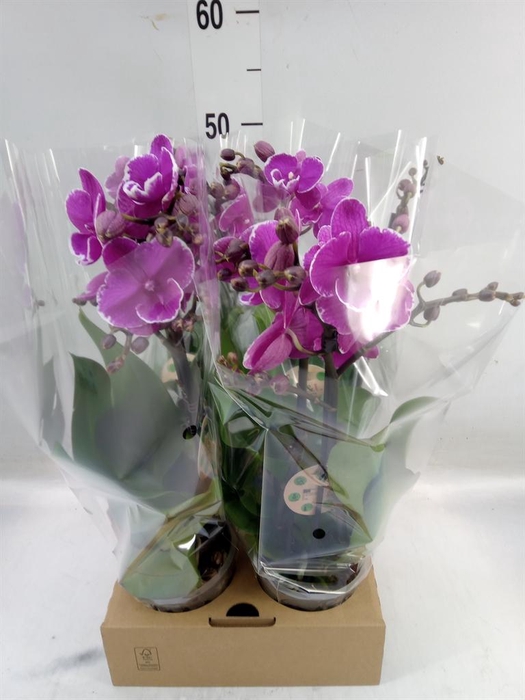 <h4>Phalaenopsis   ...lilac</h4>