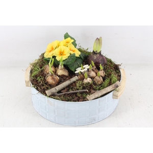 arr4 Primula PL - Zink modern XL