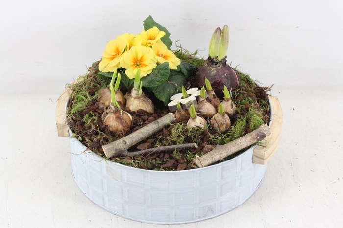 <h4>arr4 Primula PL - Zink modern XL</h4>