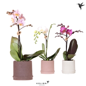 Kolibri Orchids Phalaenopsis mix 1 spike in Bali pot mix