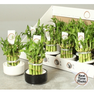 DRA LUCKY BAMBOO