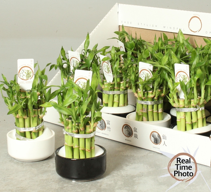 <h4>DRA LUCKY BAMBOO</h4>