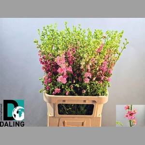 Deloh Cons R Qis Rose