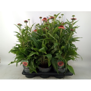 Echinacea   ...