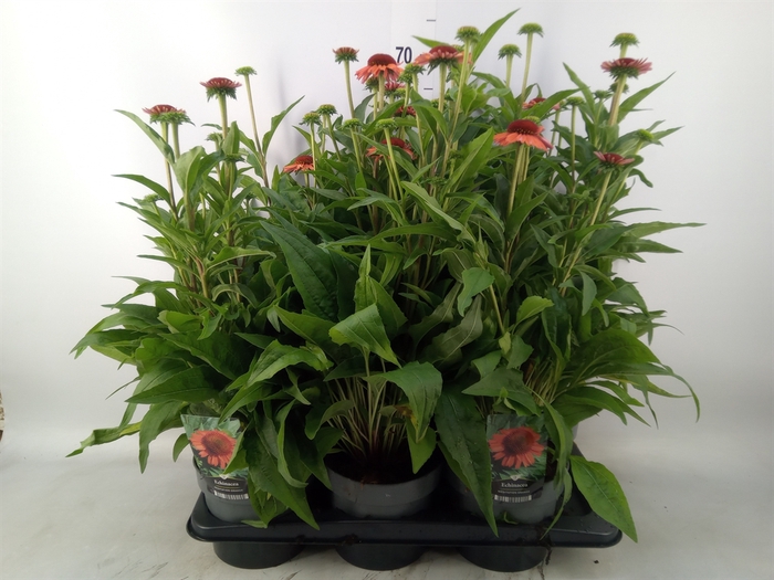 <h4>Echinacea   ...</h4>