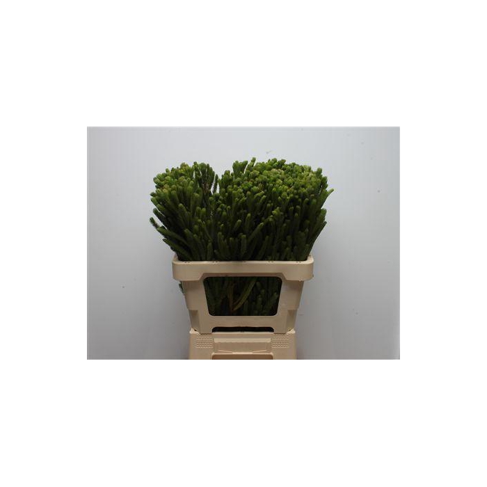 <h4>Kaaps Brunia Albiflora Green</h4>