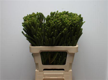 <h4>Kaaps Brunia Albiflora Green</h4>