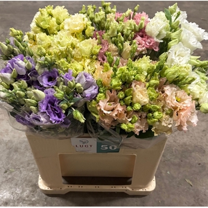 EUS G ALISSA GEM FST