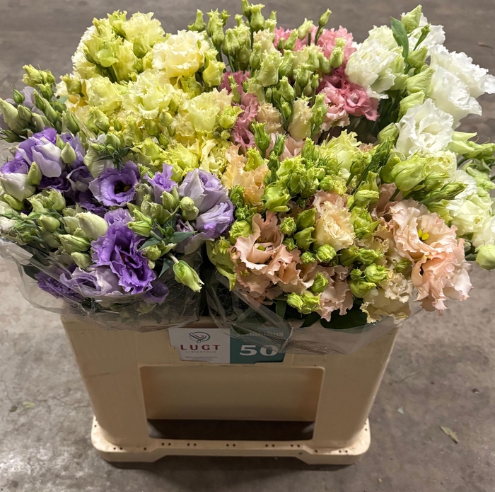 <h4>EUS G ALISSA GEM FST</h4>