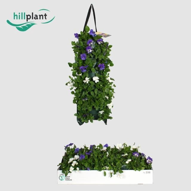 <h4>VIO CO EM MM ATHENE</h4>