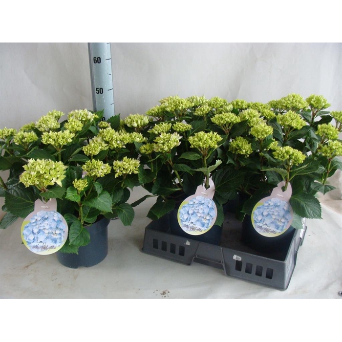 <h4>Hydrangea mac.   ...</h4>
