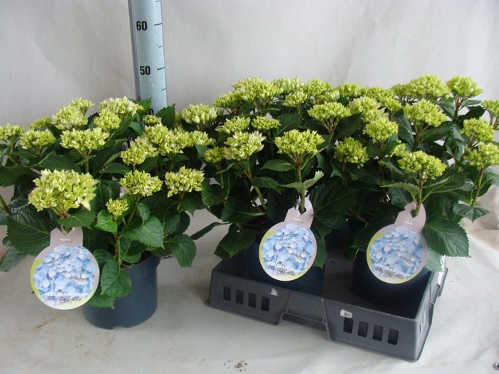 Hydrangea mac.   ...