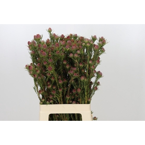 Kaaps Groen Jubilee Crown Spray