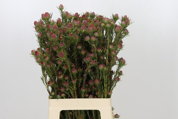 <h4>Kaaps Groen Jubilee Crown Spray</h4>