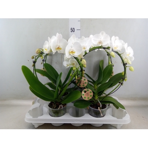 Phalaenopsis   ...