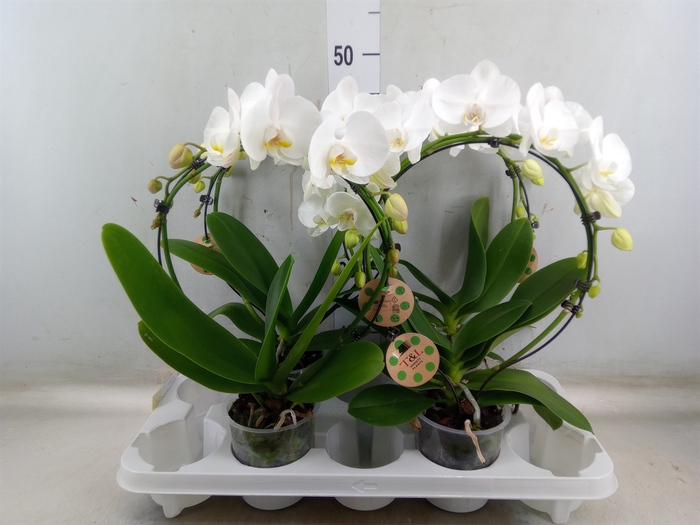 <h4>Phalaenopsis   ...</h4>