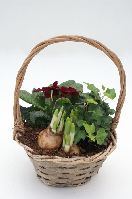 <h4>Primula Henselmand (Hedera & Tete)</h4>