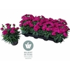 Dian Ca Peman Violet