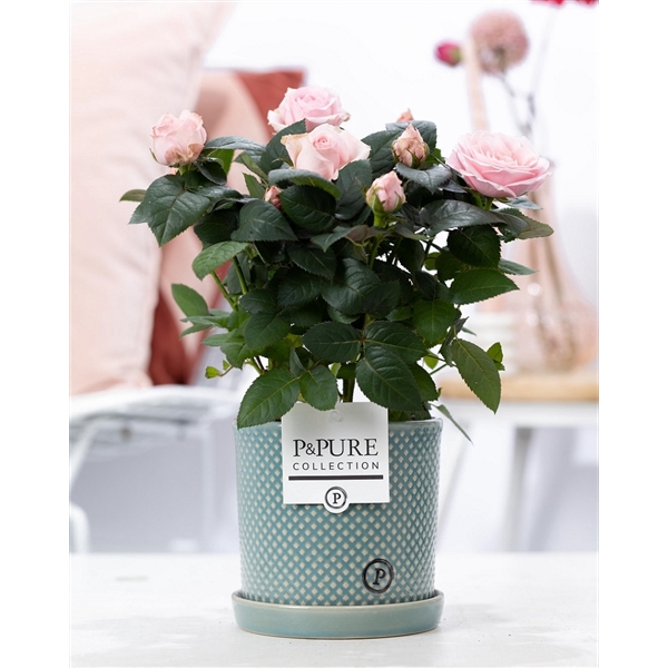 <h4>Rosa light pink in P&PURE Lauren ceramics</h4>