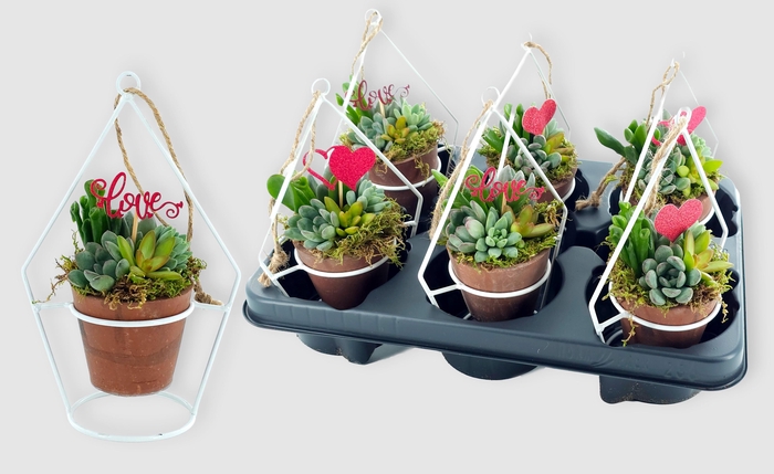 <h4>ARR SUCCULENTEN</h4>