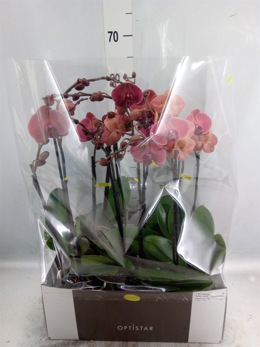 <h4>Phalaenopsis   ...orange</h4>