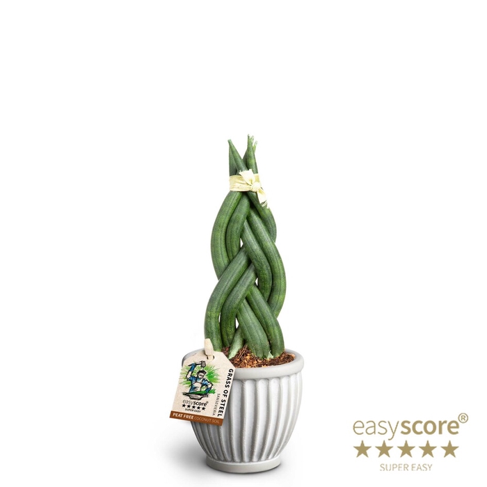 SANSEVIERIA CYLINDRICA